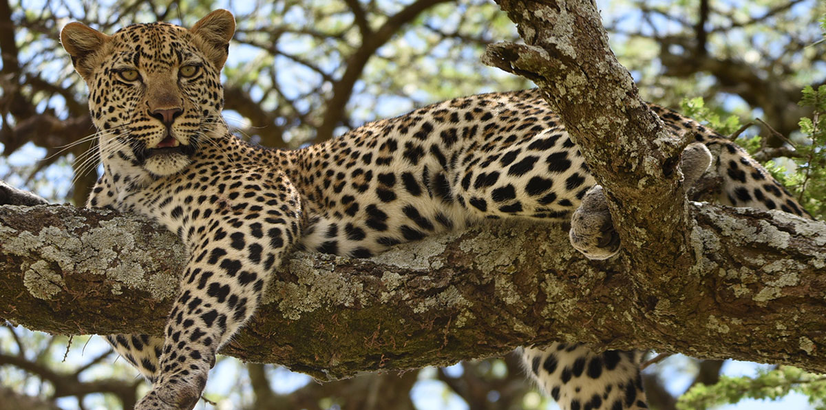 9-Day Eco-Safari and Cultural Exploration - Roots & Peaks – Transformative Adventure Travel in Africa and the Amazon